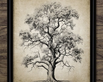 Autumn Oak Tree Drawing Wall Art, Printable Oak Tree, Fall Forest Art, Autumn Woodland, Vintage Botanical Wall Art #4409 INSTANT DOWNLOAD
