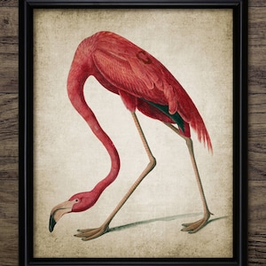 Flamingo Art Print - Flamingo Birds Of America - Flamingo Wall Art - Pink Flamingo - Flamingo Room Decor #2438 - INSTANT DOWNLOAD