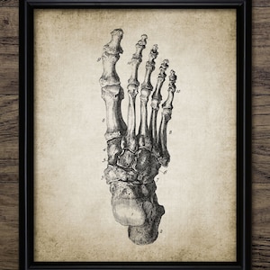 Vintage Human Foot Wall Art, Printable Human Anatomy, Medical Student, Chiropody, Chiropodist, School Education #349 INSTANT DOWNLOAD