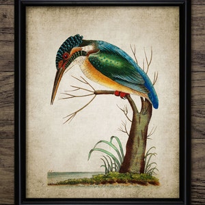 Kingfisher Wall Art, Printable Kingfisher Art, River Bird, Freshwater Fishing Bird, Kingfisher Bathroom Art #259 INSTANT DOWNLOAD