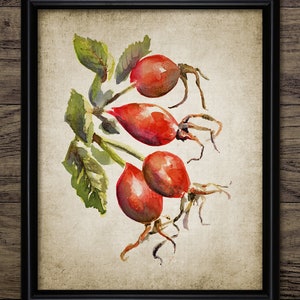 Rose Hip Wall Art, Printable Rose Hip Painting, Rose Hep, Rose Haw, Rosehip, Garden Rose Plant, Botanical Wall Art #4055 INSTANT DOWNLOAD