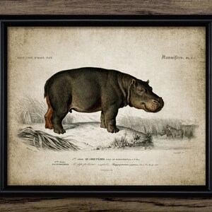 Vintage Hippopotamus Wall Art, Printable Hippopotamus, African Animal, River Horse, Hippo, Safari, Animal Conservation #224 INSTANT DOWNLOAD