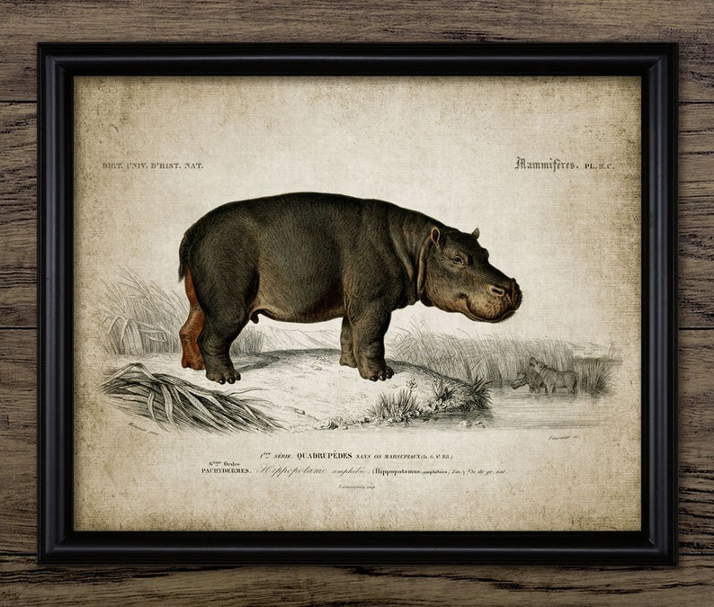 A beautiful vintage colour illustration of a Hippopotamus upon a wonderful vintage effect background.