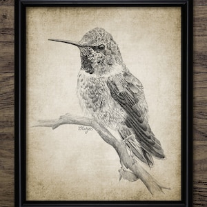 Kolibri Bleistiftzeichnung, Kolibri Zeichnung, druckbare Kolibri, Vogel Kunst, Kolibri Wand Kunst #3161 SOFORTIGER DOWNLOAD