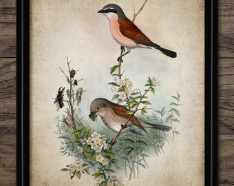 Butcherbird Bird Wall Art, Vintage Digital Print, Printable Songbird, Rustic Instant Bird Print #4508 INSTANT DOWNLOAD