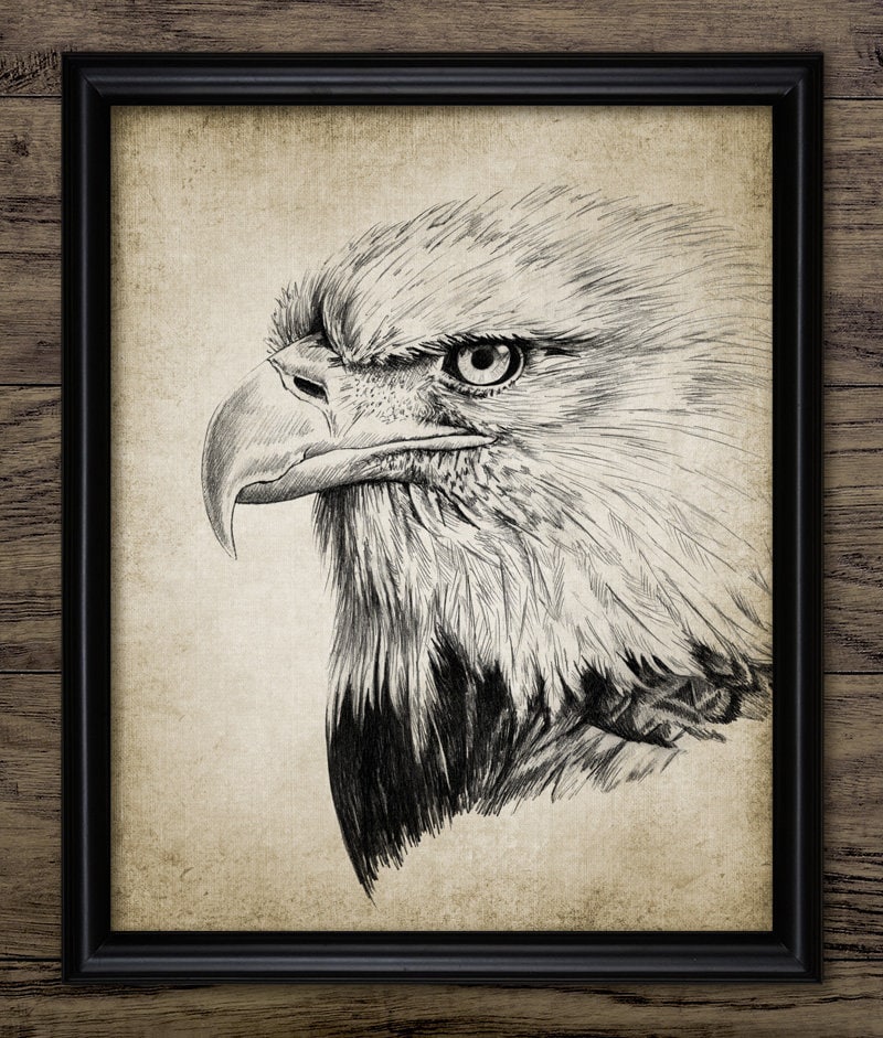 Bald Eagle Pencil Drawing Wall Art Printable North American Bald Eagle Bird Of Prey Raptor Sea Eagle 4051 INSTANT DOWNLOAD