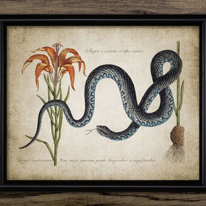 Snake Wall Art, Printable Kingsnake, Wampum, Venom, Serpentine Reptile, Carolina Lily, State Wildflower, Red Lily #148 INSTANT DOWNLOAD