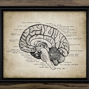 Arte mural con anatomía del cerebro humano, cerebro imprimible, neurociencia, neuroanatomía, fisiología, corteza cerebral lateral n.° 933 DESCARGA INSTANTÁNEA