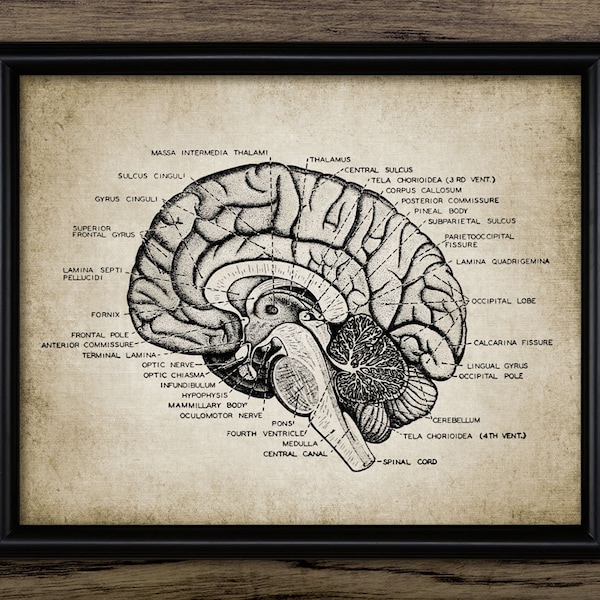 Human Brain Anatomy Wall Art, Printable Brain, Neuroscience, Neuroanatomy, Physiology, Lateral Cerebral Cortex #933INSTANT DOWNLOAD