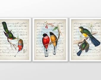 Juego de 3 cuadros de pájaros vintage para pared, pájaros coloridos imprimibles sobre un fondo de partitura musical, pájaro tropical, ornitología n.° 2349 DESCARGA INMEDIATA