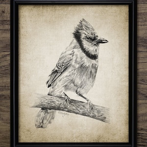 Blue Jay Pencil Drawing, Printable Blue Jay Pencil Drawing, North American Blue Jay, Woodland Bird Wall Art Print #3372 INSTANT DOWNLOAD