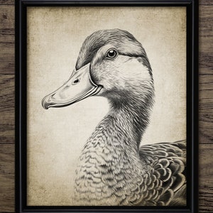Duck Drawing, Printable Duck Drawing, Mallard Duck Wall Art, Duck Bird Art, Game Bird Art, Duck Hunting Wall Art #4085 INSTANT DOWNLOAD