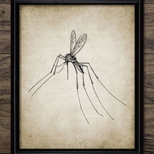 Vintage Mosquito Print - Mosquito Insect Illustration - Entomology - Science - Printable Art - Single Print #603 - INSTANT DOWNLOAD