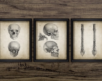 Conjunto de anatomía del cráneo y la columna vertebral de 3, anatomía humana imprimible, estudiante de ciencias médicas, médico, esqueleto, biología humana #3004 DESCARGA INSTANTE
