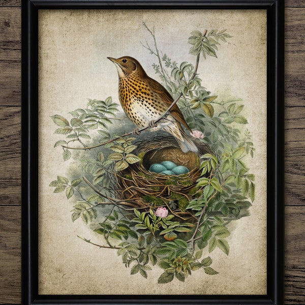 Song Thrush Bird Nest And Eggs Wall Art, Vintage Digital Print, Printable Song Thrush, Rustic Instant Bird Print #4553 INSTANT DOWNLOAD