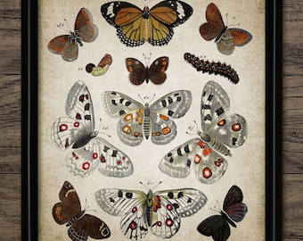 Butterfly Wall Art, Butterfly Print, Lepidopterology, Butterfly Living Room Art, Butterflies, Entomology, Insect Art #418 INSTANT DOWNLOAD