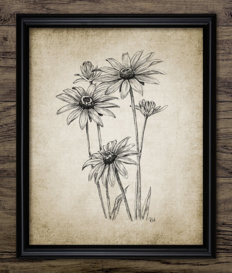 Daisy Pencil Drawing Printable Daisy Pencil Drawing Daisy Etsy