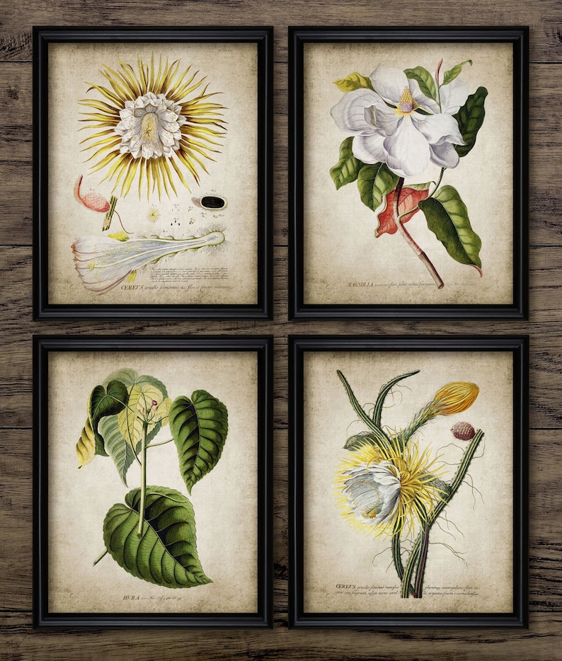 A beautiful set of vintage flower illustrations upon a wonderful vintage effect background.