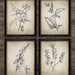 Antique Botanical Print Set of 4 - Plant Botanical Art Decor - Digital Art - Printable Art - Set Of Four Prints #190 - INSTANT DOWNLOAD