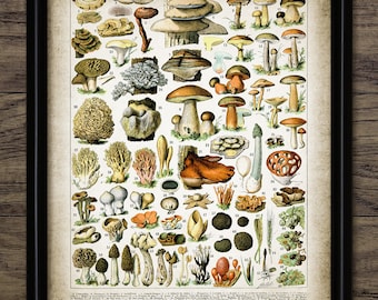 Autumn Mushroom Wall Art, Printable Mushrooms, Fall Mushroom Art, Kitchen Wall Art, Forest Mushroom, Wild Mushroom #2563 INSTANT DOWNLOAD