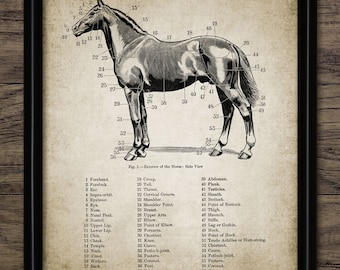 Horse Anatomy Wall Art, Printable Horse Art, Equestrian Art, Equine Veterinarian Gift Idea, Horse Riding, Horse Racing #685 INSTANT DOWNLOAD