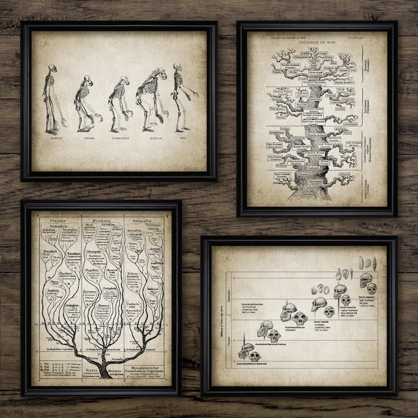 Evolution Wall Art Set Of 4, Tree Of Life Print, Paleontology, Geological Timeline, Fossil Record, Human Evolution #3107 INSTANT DOWNLOAD