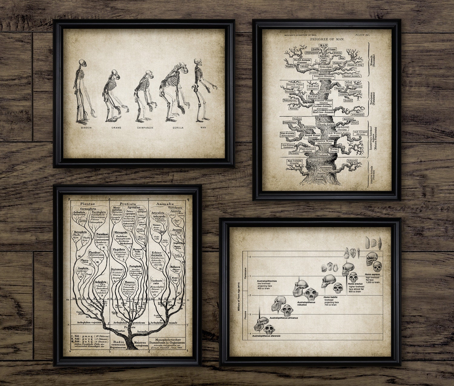 Evolution Wall Art Set of 4, Tree of Life Print, Paleontology