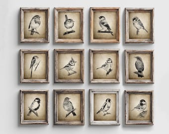 British Birds Print Set of 12, Robin Wren Blackbird Song Thrush Bullfinch Goldfinch Pencil Drawings, Garden Bird Sketches, Wildlife Art