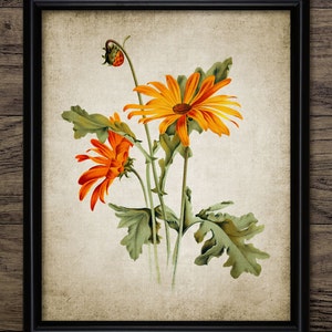 Vintage Botanical Wall Art, Printable Orange Flower, Flower Illustration, Floral, Garden Plant, Gardener #206 INSTANT DOWNLOAD