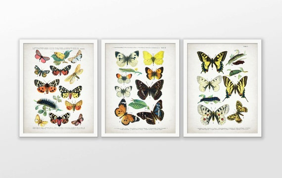 Vintage Butterfly Art Set of 3, Printable Butterflies, Lepidopterist, Butterfly Insect Biology, Butterflies Wall Art #1708 INSTANT DOWNLOAD