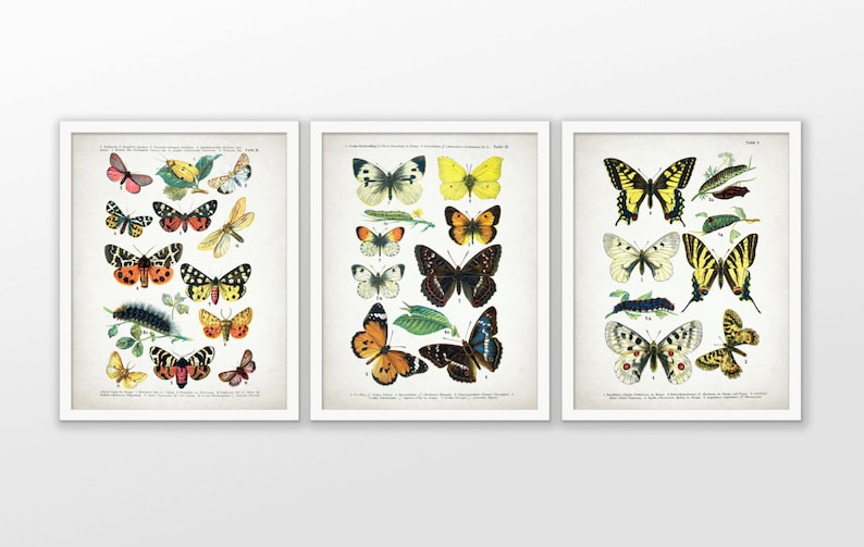 May include: Three vintage botanical illustrations of butterflies. Each print features a variety of butterflies with different colors and patterns, including yellow, orange, brown, black, and white. The prints are framed in white frames.