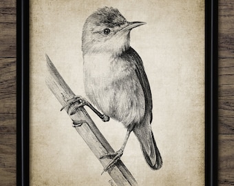 Potloodtekening van houtzanger, afdrukbare grasmus vogel, grasmus vogel illustratie, bosvogel kunst, kunst aan de muur grasmus #3505 INSTANT DOWNLOAD