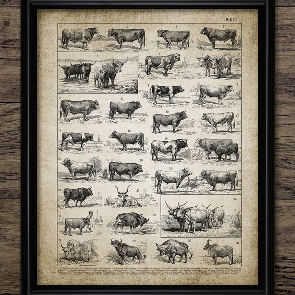 Antique Bull Breeds Wall Art, Printable Beef Cattle, Cattle Ranch, Cow, Farm, Rancher, Cattleman, Vintage Livestock #3005 INSTANT DOWNLOAD