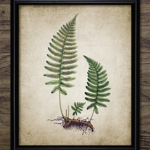 Fern Wall Art, Printable Fern, Woodland Fern, Forest Fern, Vintage Botanical Art, Green Fern Forest, Woodland Decor #1344 INSTANT DOWNLOAD