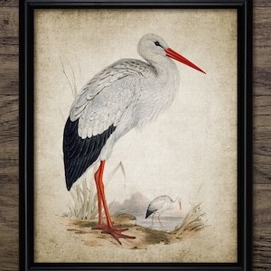 Stork Wall Art, Printable White Stork, Vintage Stork Bird Wall Art, Living Room Art, Wading Bird, Freshwater Bird #3825 INSTANT DOWNLOAD
