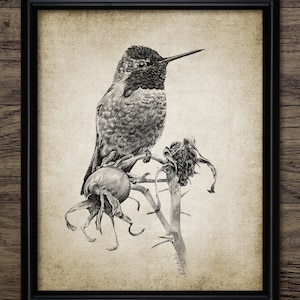 Annas Kolibri Zeichnung, Kolibri Zeichnung, druckbare Kolibri, Vogel Dekor, Kolibri Wand Kunst #3926 SOFORT DOWNLOAD