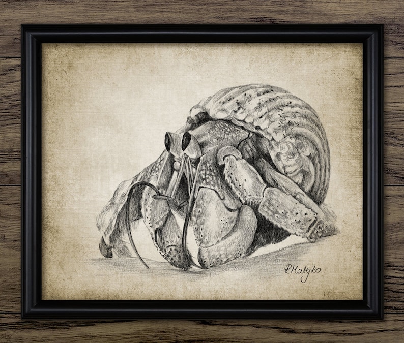Hermit Crab Drawing Printable Hermit Crab Drawing Crab Etsy