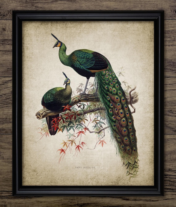 ★Original ART  ‘Peacock’ Amazon.com: Vintage Peacock Print Wall Art, Peacock Decor