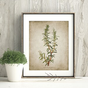 May include: A framed botanical illustration of rosemary with white flowers on a textured beige background. The text "Rosmarinus officinalis L." is printed below the image.