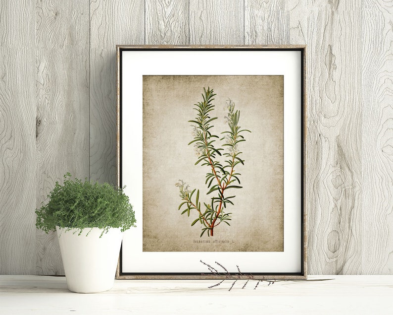 May include: A framed botanical illustration of rosemary with white flowers on a textured beige background. The text "Rosmarinus officinalis L." is printed below the image.
