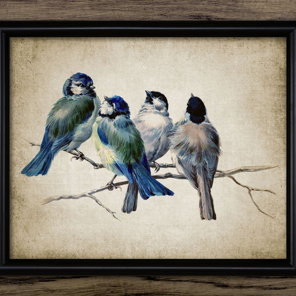 Vintage Blue Birds Digital Print, Printable Garden Birds, Bird Wall Art, Blue Tit Print, Natural History #131 INSTANT DOWNLOAD