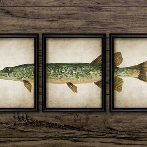 Pike Fish Watercolour Painting Set Of 3, Printable Fish Painting, Angling, Fisherman, Chain Pickerel Pike #3716 INSTANT DOWNLOAD