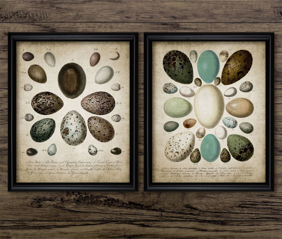 Bird Egg Wall Art Set of 2 Printable Bird Egg Oology Bird Etsy