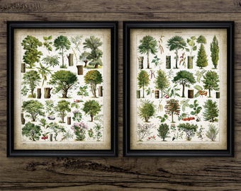 Vintage Tree Wall Art Set Of 2, Printable Botanical Art, Tree Chart, Woodland, Forest, Botany #2564 INSTANT DOWNLOAD