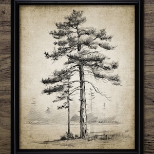Vintage Tree Drawing Wall Art, Printable Tree, Spruce Tree Sketch, Forest, Woodland, Vintage Botanical Wall Art #4407 INSTANT DOWNLOAD