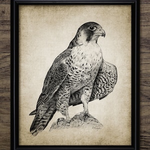 Wanderfalke Bleistift Zeichnung, Druckbare Wanderfalke Zeichnung, Duck Hawk Wand Kunst, Raubvogel, Falknerei Kunst #3532 SOFORTIGER DOWNLOAD
