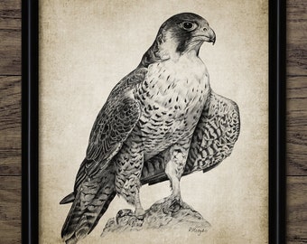 ハヤブサの鉛筆画、印刷可能なハヤブサの絵、アヒルタカの壁 ハヤブサの鉛筆画、印刷可能なハヤブサの絵、アヒルタカの壁