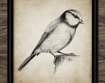Blaumeise Zeichnung, Druckbare Blaumeise Zeichnung, Blaumeise Vogel Kunst, Vogel Wandkunst, Gartenvogel #4006 SOFORTIGER DOWNLOAD