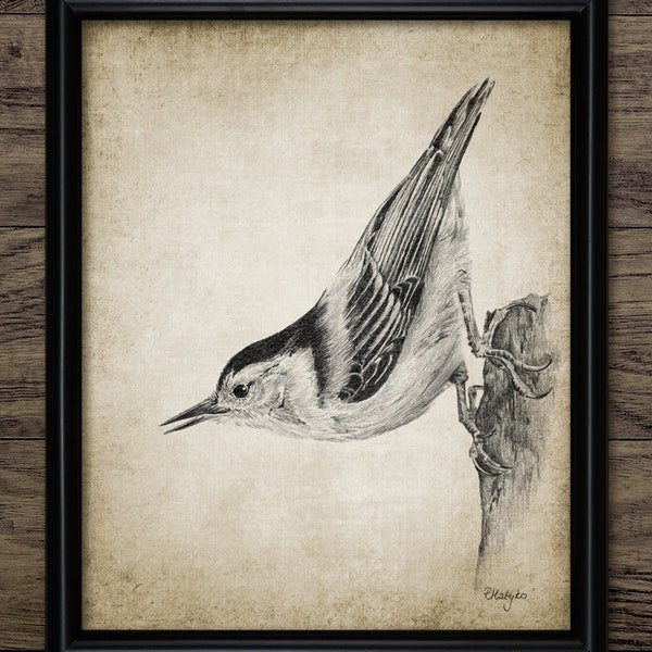 Nuthatch Pencil Drawing, Printable Nuthatch Bird, Nuthatch Bird Illustration, Woodland Eurasian Nuthatch Bird Art #3502 INSTANT DOWNLOAD