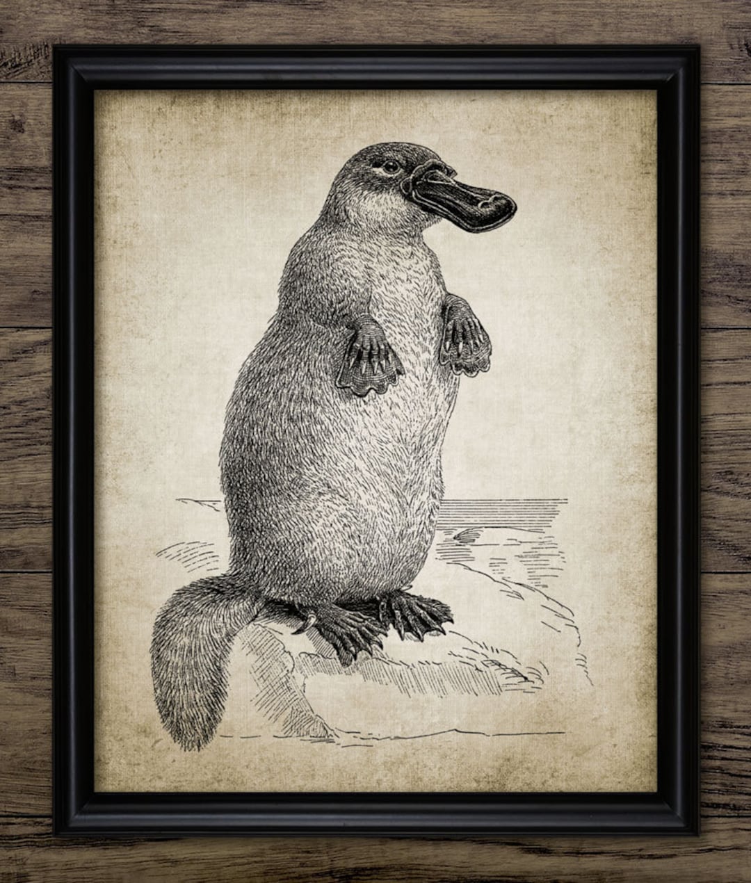 Vintage Platypus Wall Art Print, Printable Platypus, Monotreme, Duck-billed Platypus, Vintage ...
